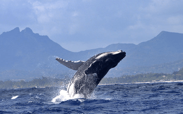 Whale Trips Mauritius
